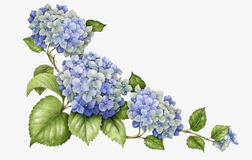 hydrangea clipart hand painted