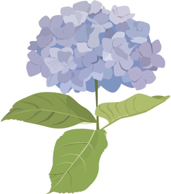 hydrangea clipart hand painted