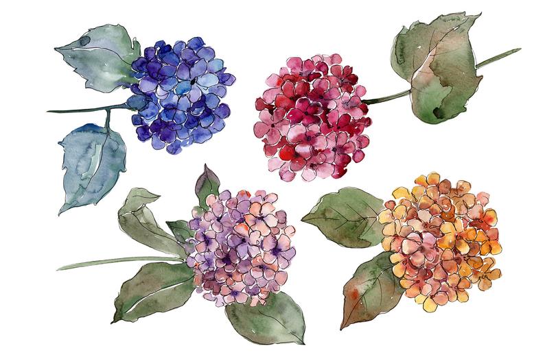 Hydrangea clipart hand painted. Watercolor flowers free commercial