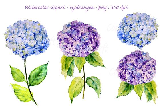 Hydrangea clipart hand painted. Watercolour blue digital 