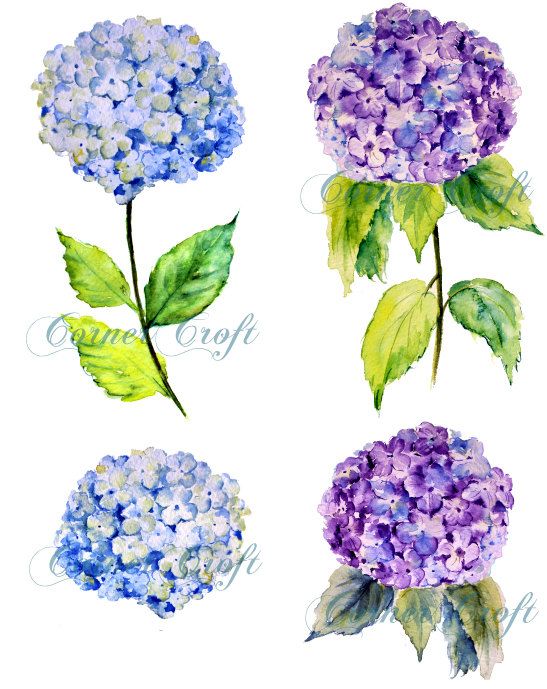 hydrangea clipart hand painted