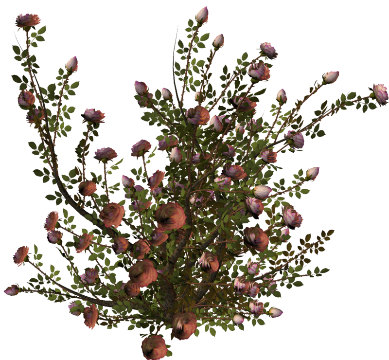 Hydrangea clipart heather flower, Hydrangea heather flower Transparent