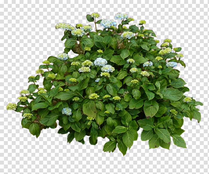 hydrangea clipart hydrangea bush