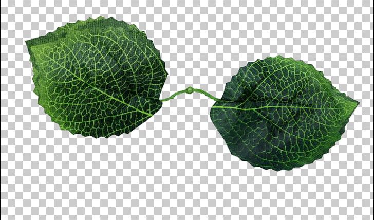 hydrangea clipart leaf