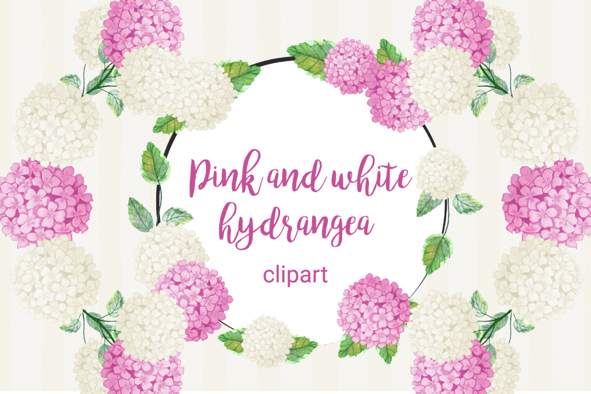 hydrangea clipart pink hydrangea