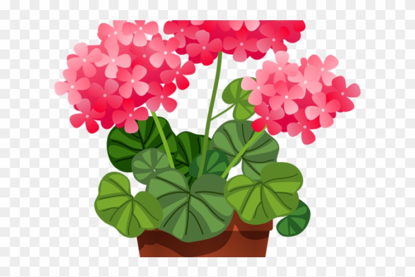 Flowerpot transparent . Hydrangea clipart plant png