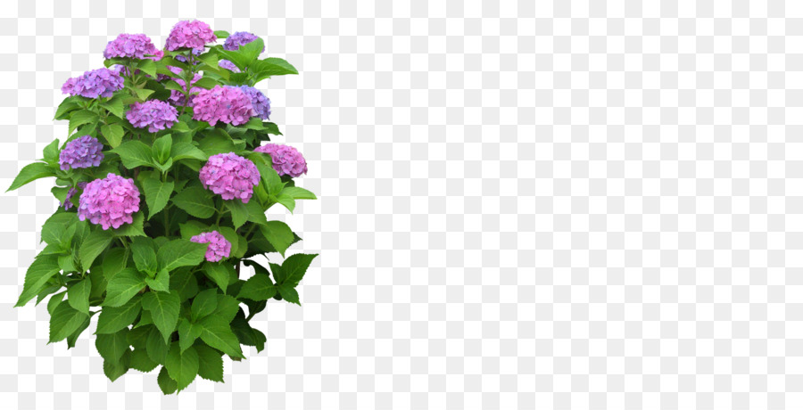 Flowers background flower plants. Hydrangea clipart plant png