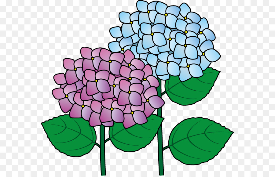 Hydrangea clipart plant png. Cut flowers french clip