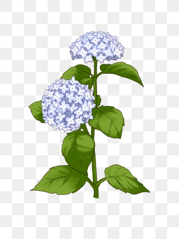 Hydrangea clipart plant png. A flower vector psd