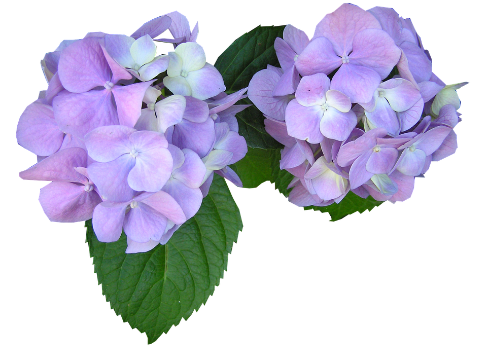 hydrangea clipart purple hydrangea