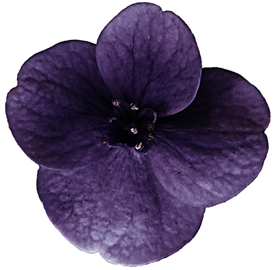 hydrangea clipart purple hydrangea
