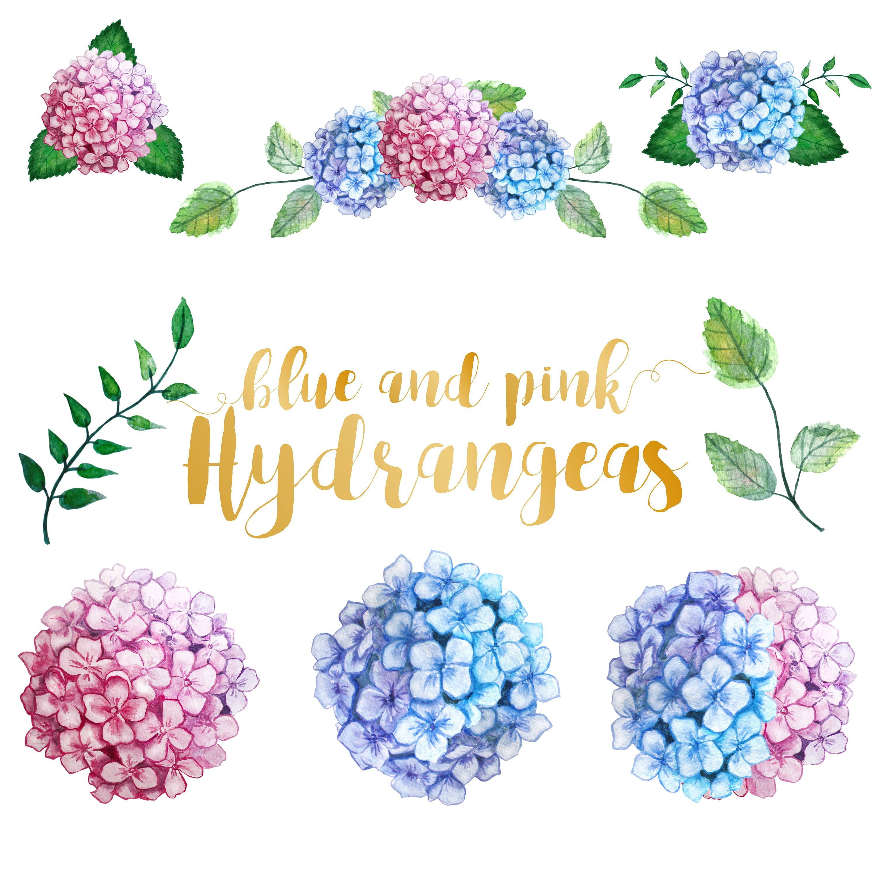 Hydrangea clipart svg, Hydrangea svg Transparent FREE for download on