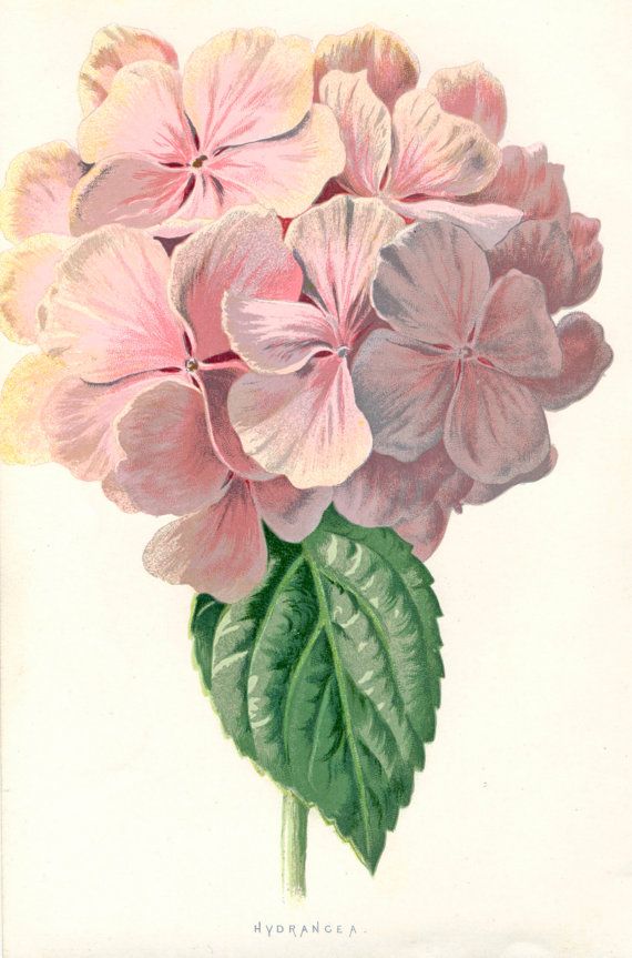 Free cliparts download clip. Hydrangea clipart vintage