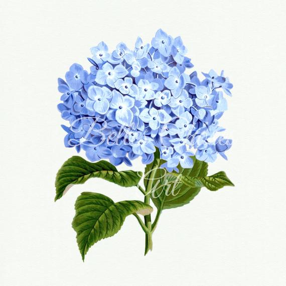 Hydrangea clipart vintage. Print digital flower clip