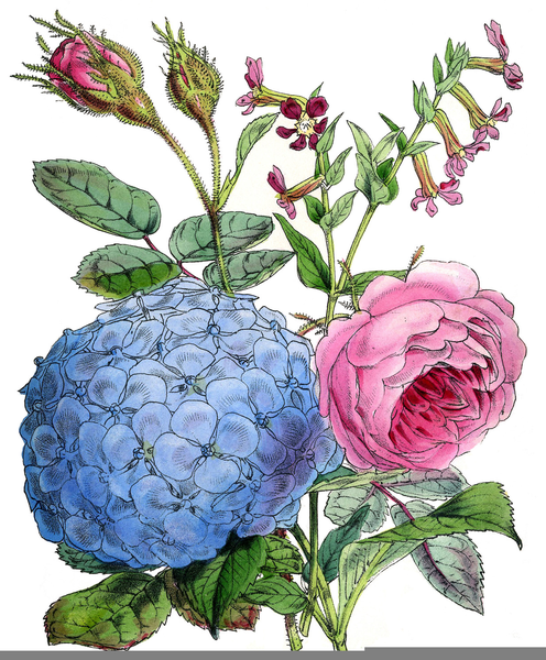 Hydrangea clipart vintage. Free images at clker