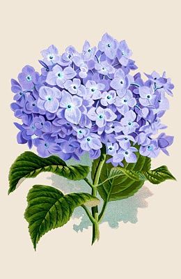Hydrangea clipart vintage.  botanical images and