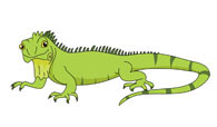 Iguana clipart. Reptiles clip art pictures
