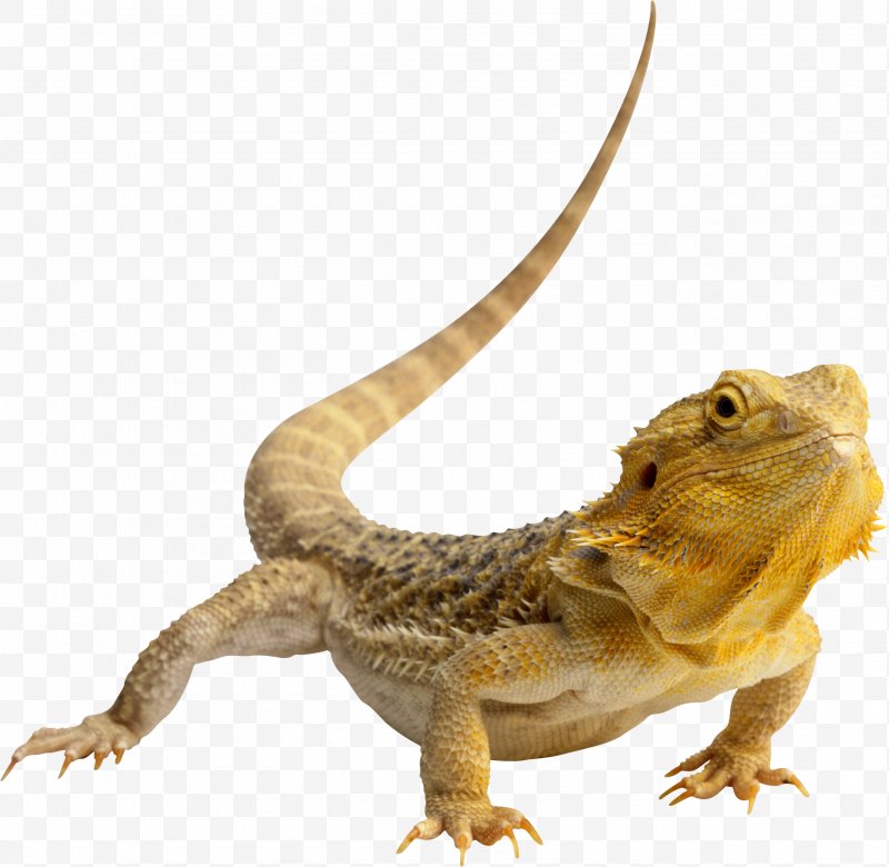 Lizard clipart pet lizard. Central bearded dragon reptile