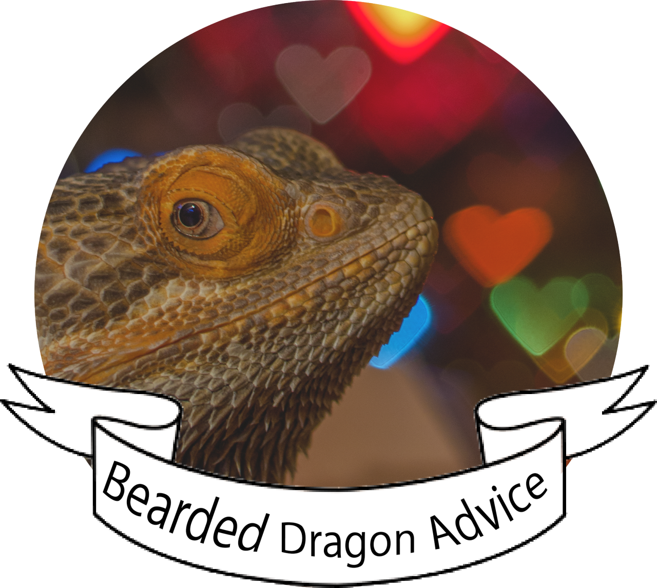 iguana clipart bearded dragon