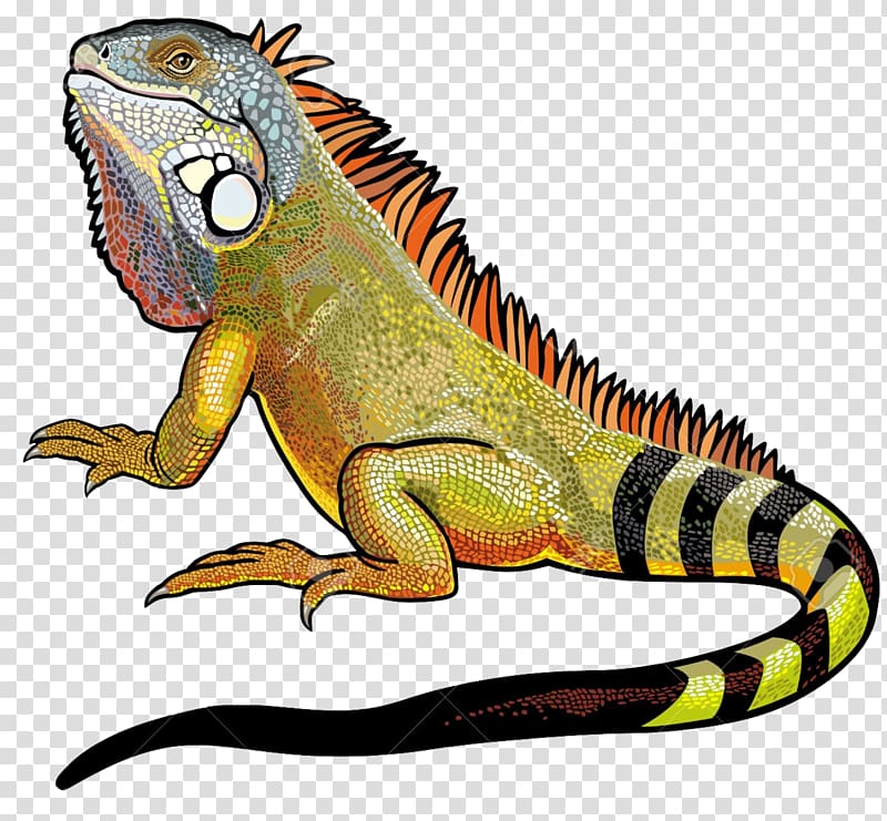iguana clipart bearded dragon