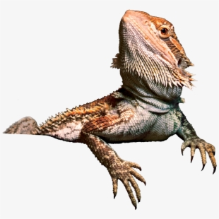 Iguana clipart bearded dragon. Green free 