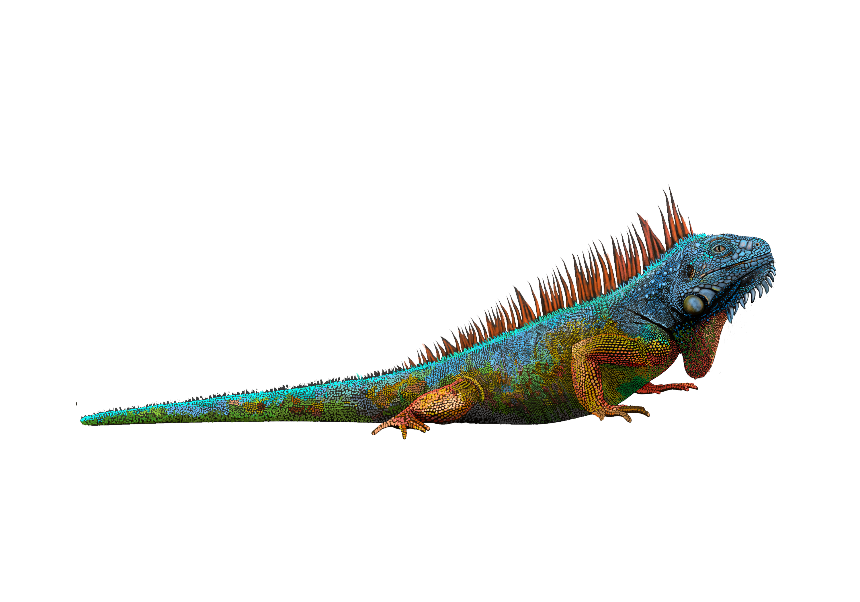 Iguana blue iguana