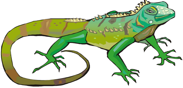 iguana clipart cold blooded animal