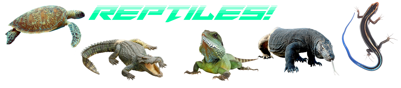 iguana clipart cold blooded animal