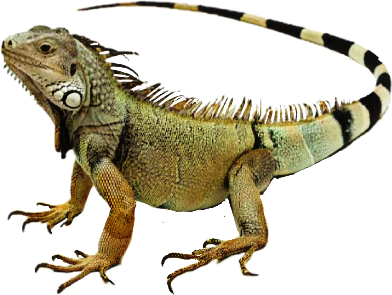 Reptile sticker by taliafera. Iguana clipart colorful