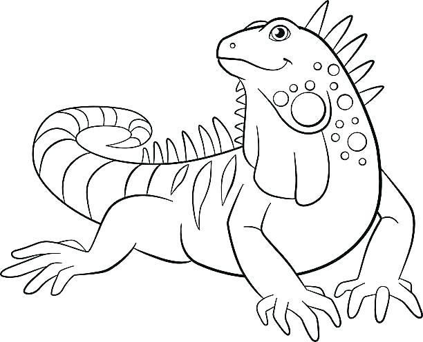 iguana clipart coloring page