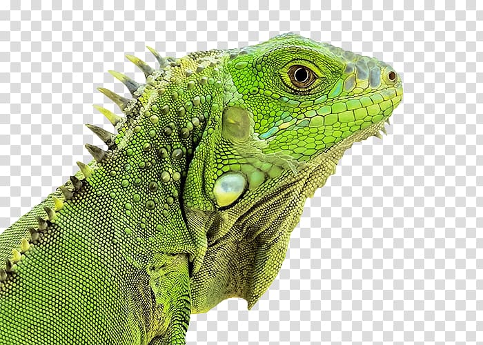 Iguana clipart desert snake. Green reptile lizard chameleons