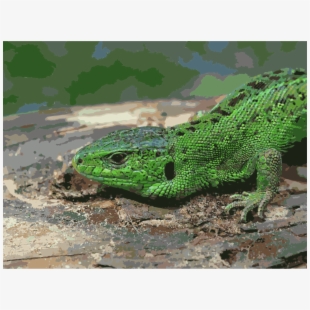 Iguana clipart exotic animal. Reptile dragon lizard free