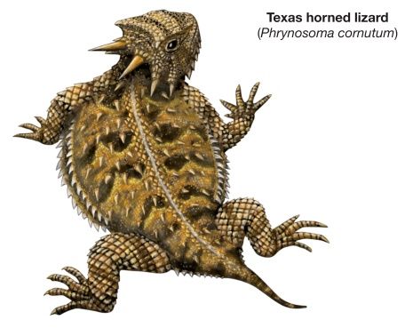 Texas phrynosoma cornutum horn. Iguana clipart horned lizard