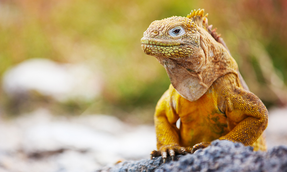 iguana clipart land animal