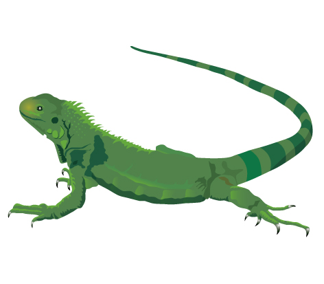 Download marine green . Iguana clipart lizard