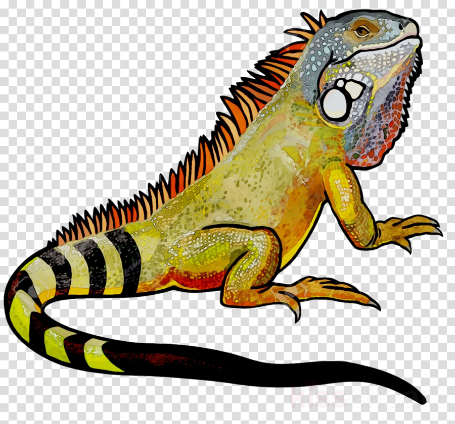 Iguana clipart lizard. Dragon background graphics 