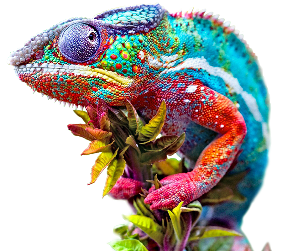 iguana clipart panther chameleon