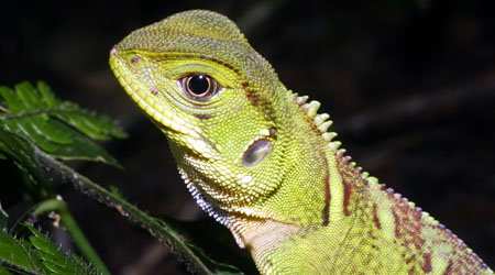 For primary kids . Iguana clipart rainforest amazon