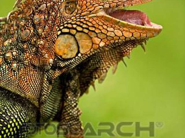 iguana clipart rainforest creature