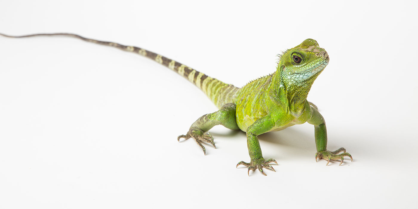 iguana clipart rainforest creature