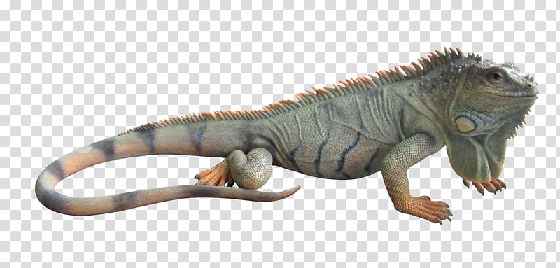 iguana clipart reptile