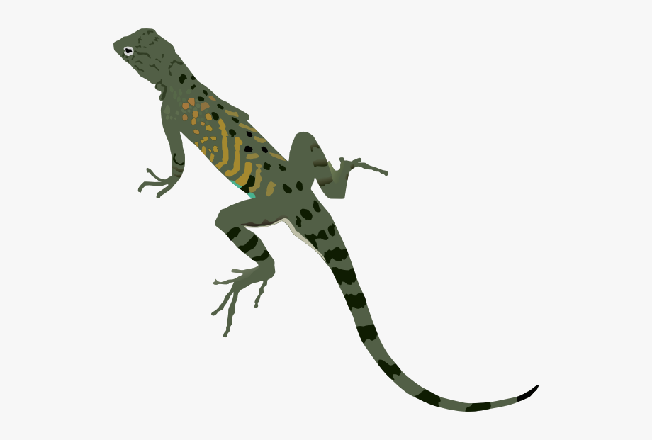 lizard clipart desert iguana