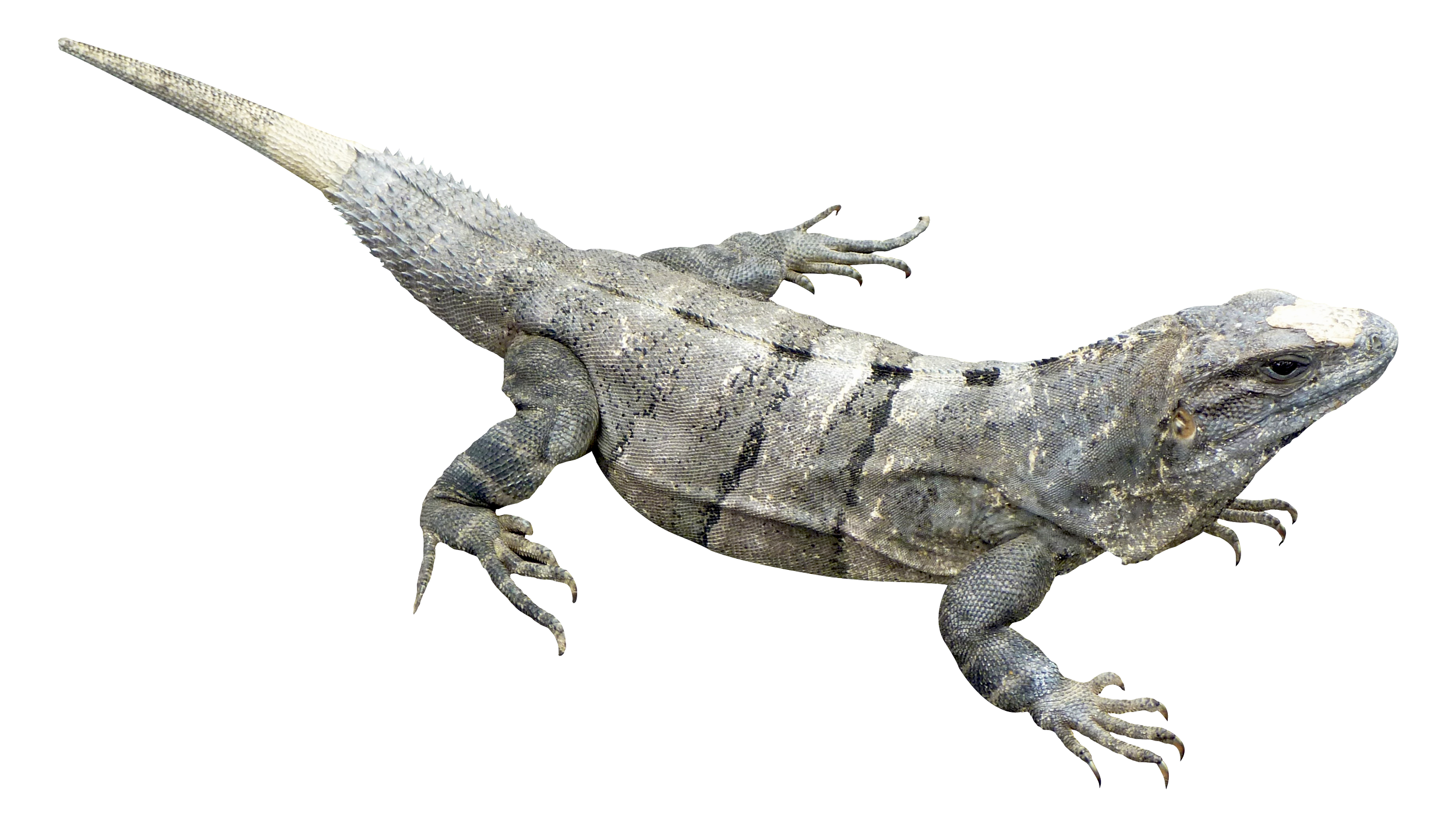 Iguana clipart transparent background. Png image purepng free