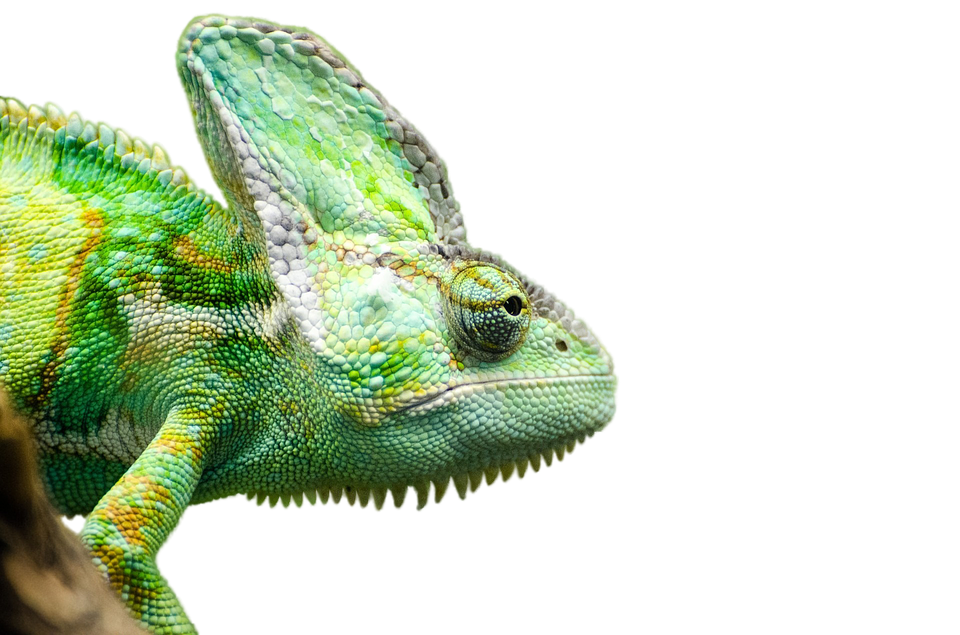 Png picture mart. Iguana clipart transparent background