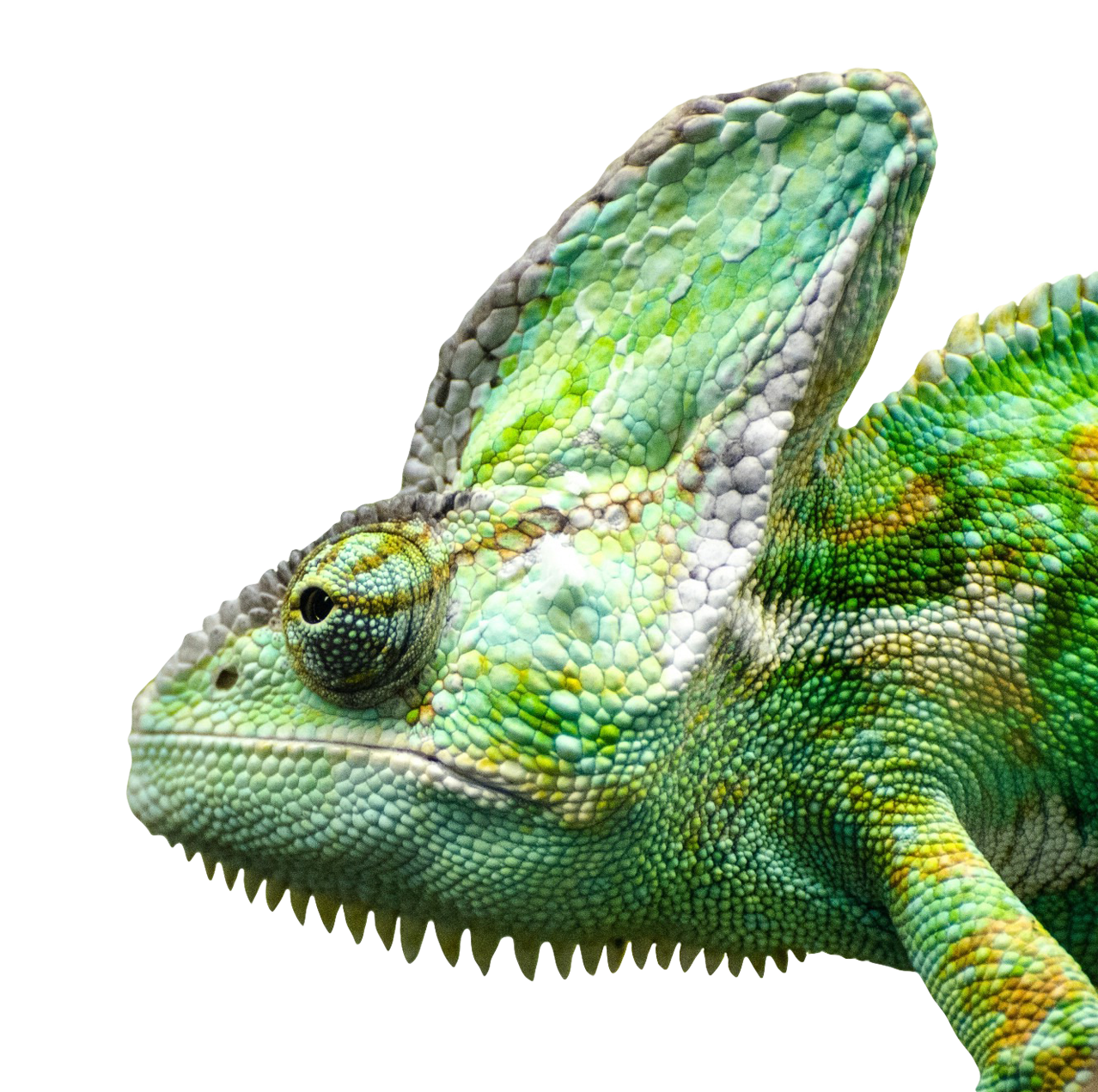 Face png image purepng. Iguana clipart transparent background