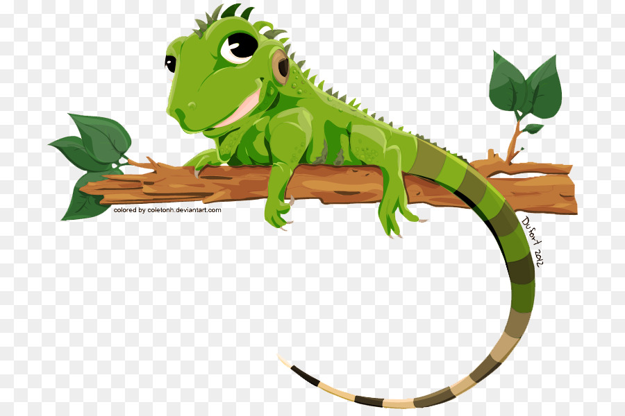Green lizard graphics . Iguana clipart transparent background