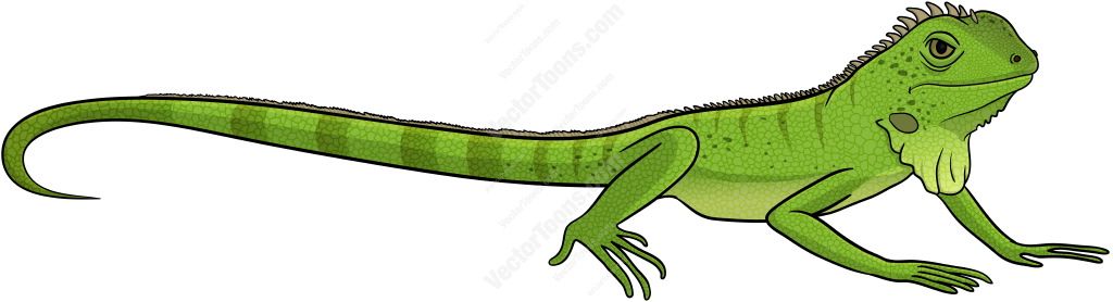 Iguana clipart vector. Side view of a