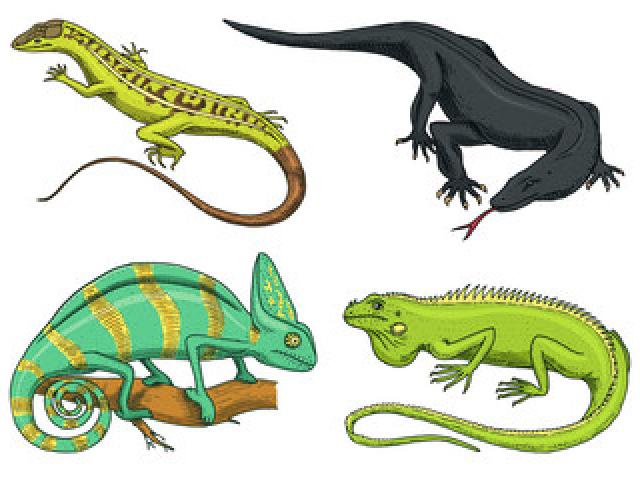 Iguana clipart yellow green. Spotted lizard x 