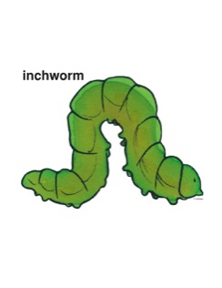 inchworm clipart cute