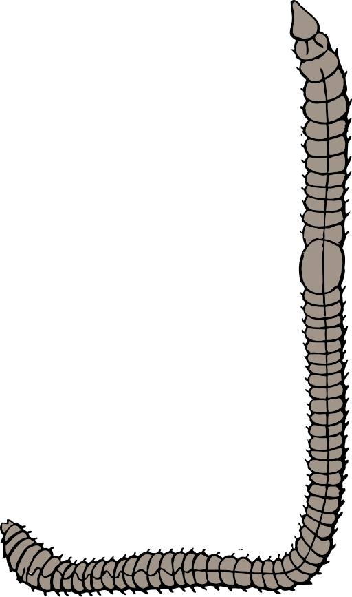 inchworm clipart earthworm